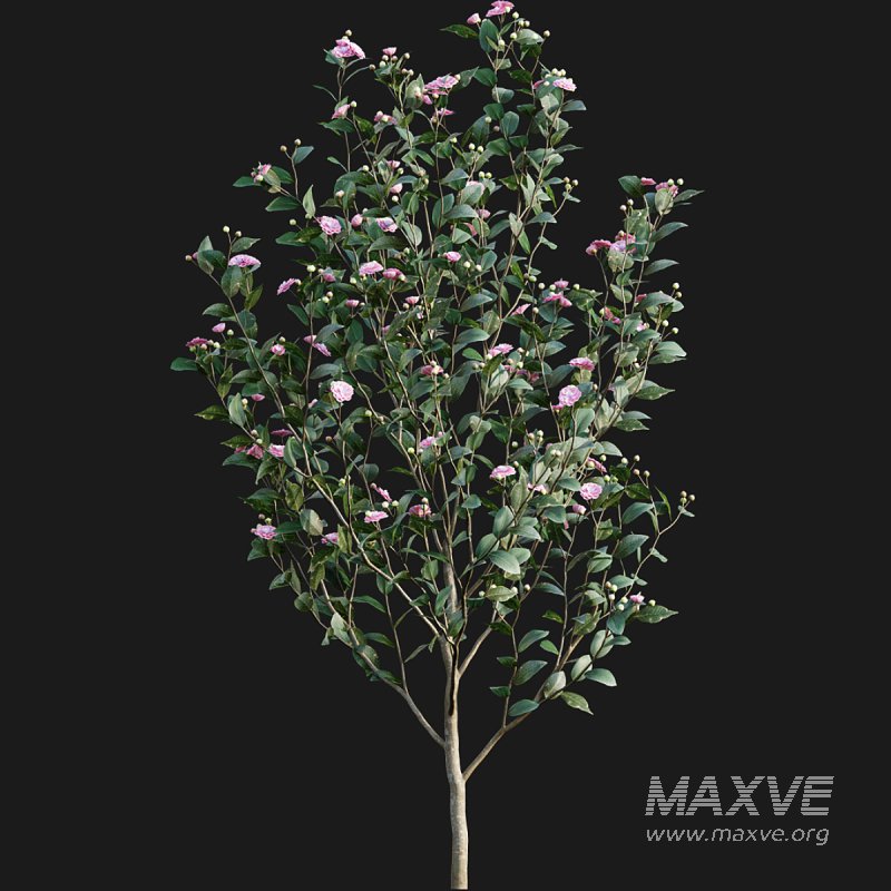 Camellia japonica – Japanese camellia 02 - Image 2