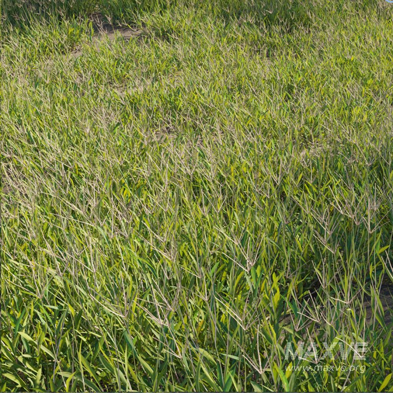 Cynodon dactylon – set 02 - Image 1