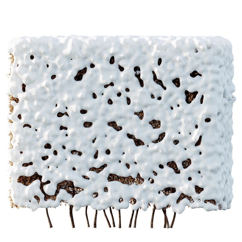 AV Plants Dwarf Yaupon Holly Box Hedge Winter Snow - Image 1