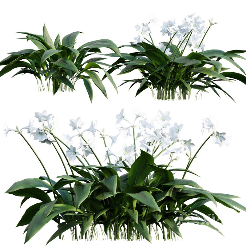 Eucharis grandiflora – Amazon Lily - Image 1