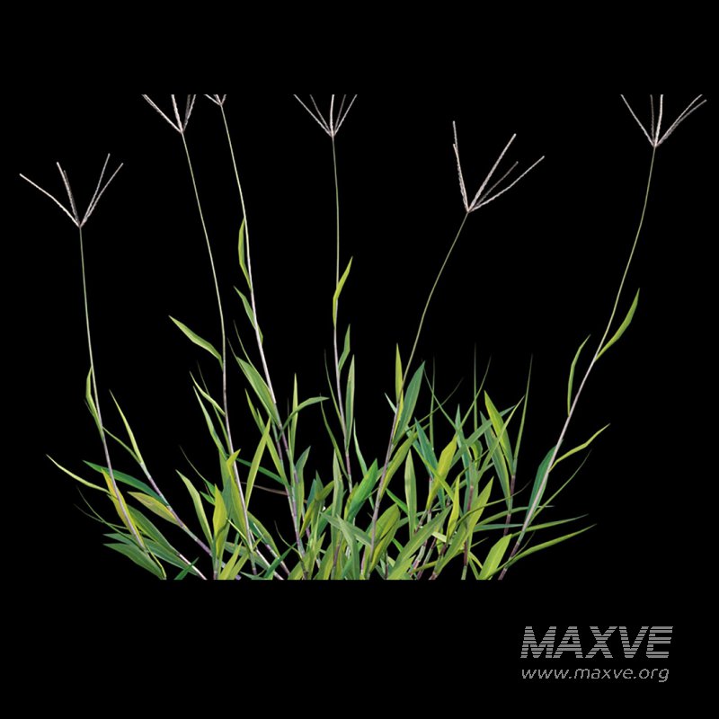 Cynodon dactylon – set 02 - Image 4