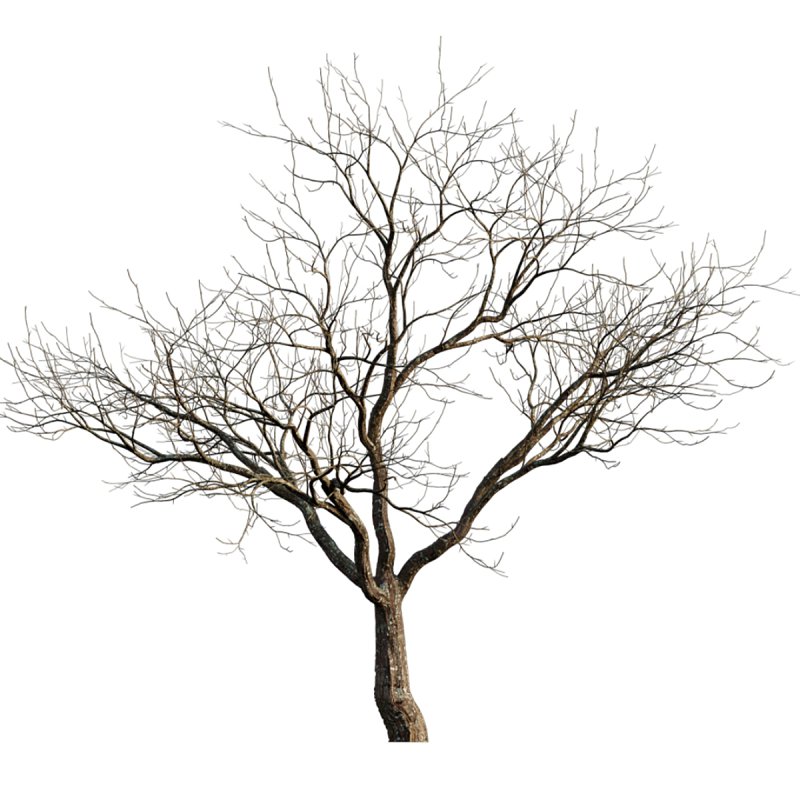 Prunus persica – Peach trees – Nectarine trees – Winter - Image 3