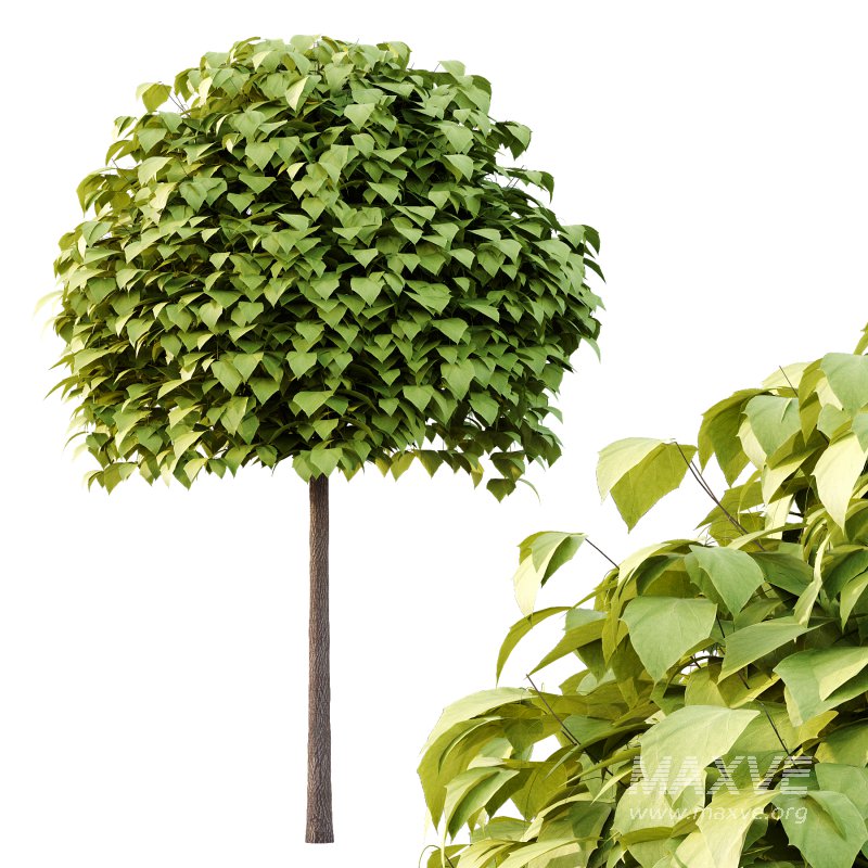 Catalpa Ovata Tree 02 - Image 5