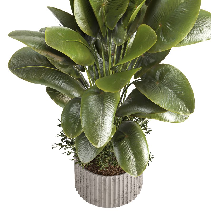 Indoor plant 06 - Image 2