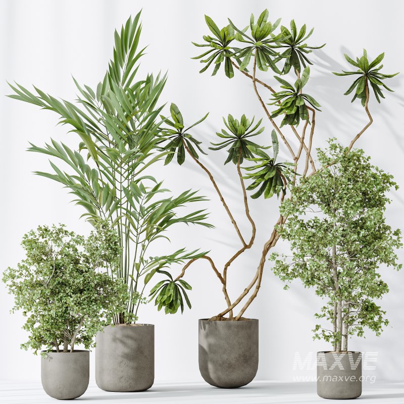 AV Indoor plants set 188 Mission Kalamata Leccino Arbequina Olive and Ficus Cyathistipula and Mountain Kentia Palm - Image 5