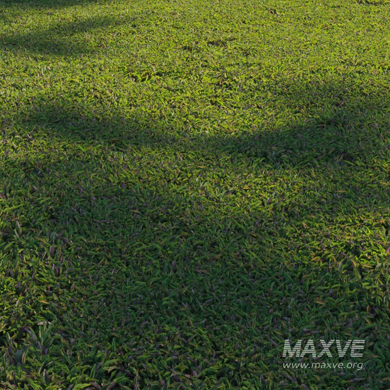 Axonopus compressus_cut_02 - Image 2