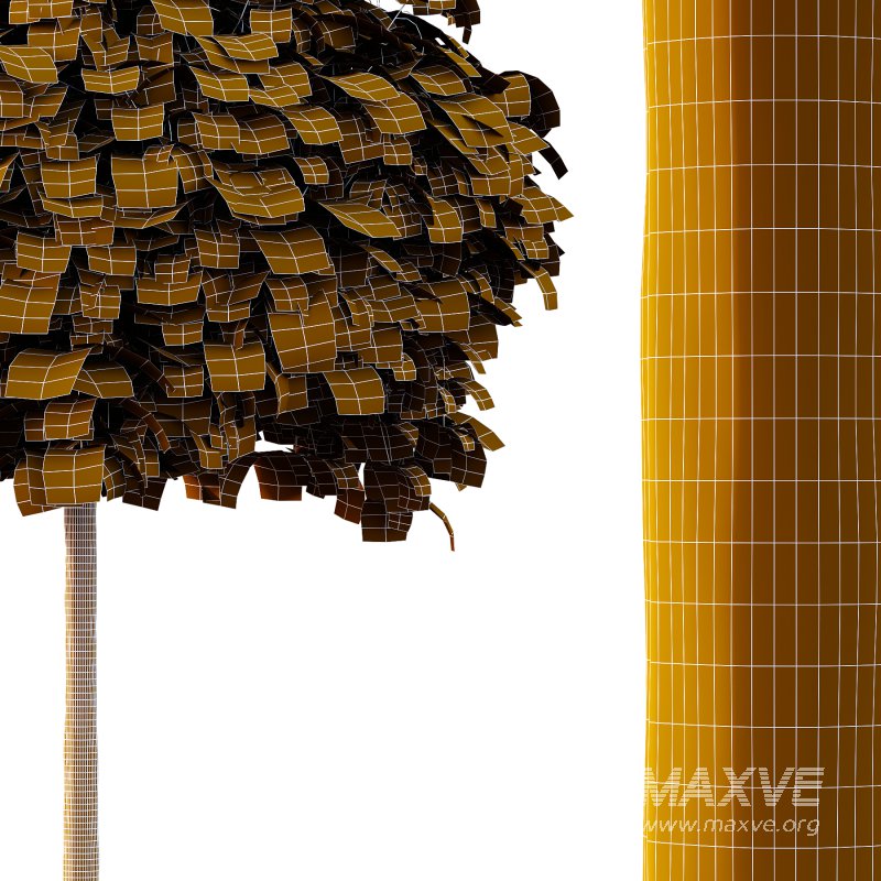 Catalpa Ovata Tree 02 - Image 4