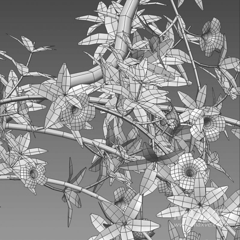 Allamanda cathartica – Golden Trumpet - Image 6