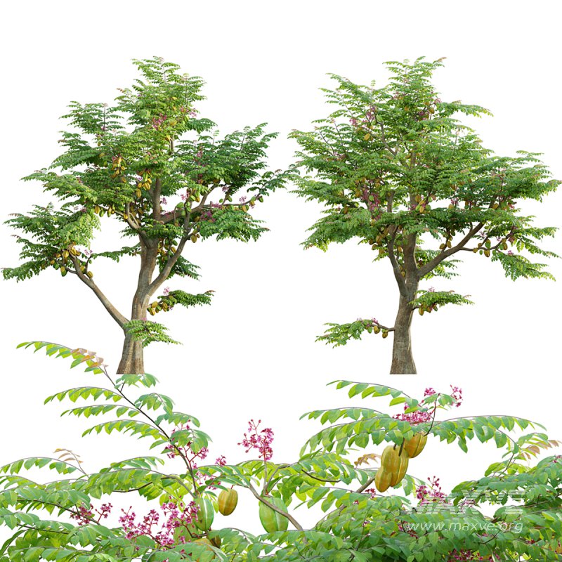 Averrhoa carambola – Starfruit tree 01 - Image 1