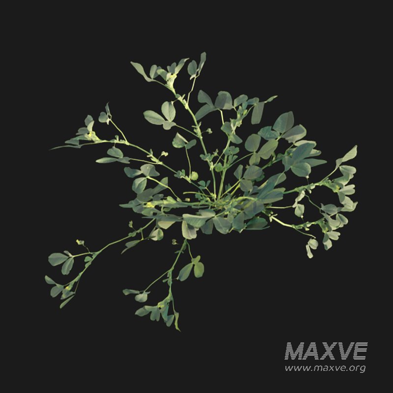 Medicago polymorpha - Image 5