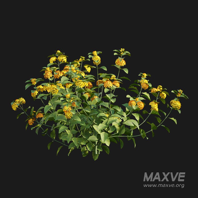 Lantana camara 02 - Image 2