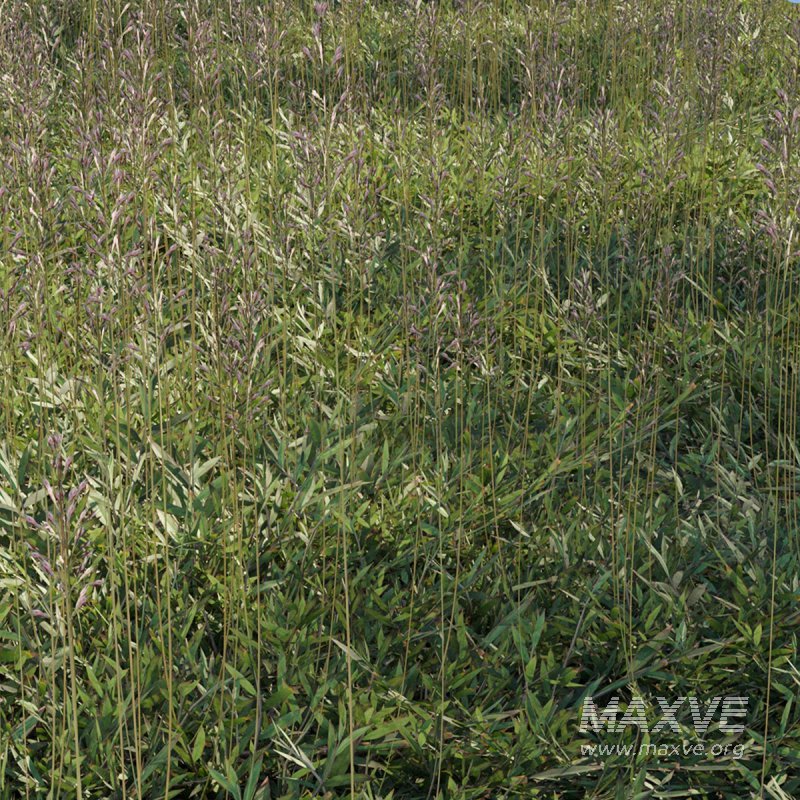 Chrysopogon aciculatus 01 - Image 2