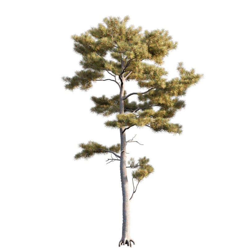 Pinus tabuliformis - Image 2
