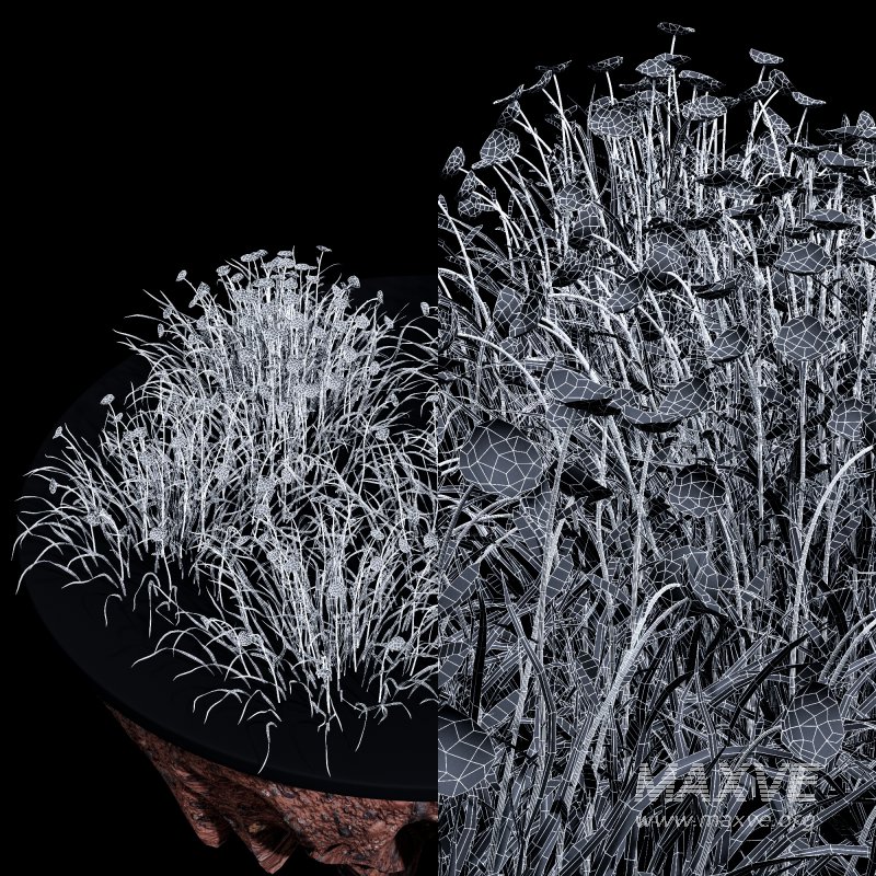 AV Spring flowering grasses Fringe lily and Libertia Grandiflora - Image 16