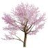 Prunus persica – Peach trees – Nectarine trees - Thumbnail 4
