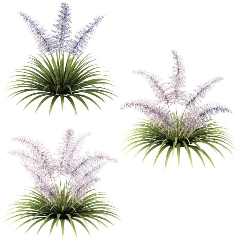 Lush garden shrub - Image 2