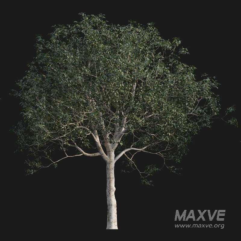 Osmanthus fragrans - Image 1