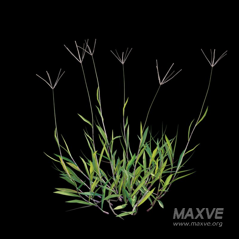 Cynodon dactylon – dry 02 - Image 4