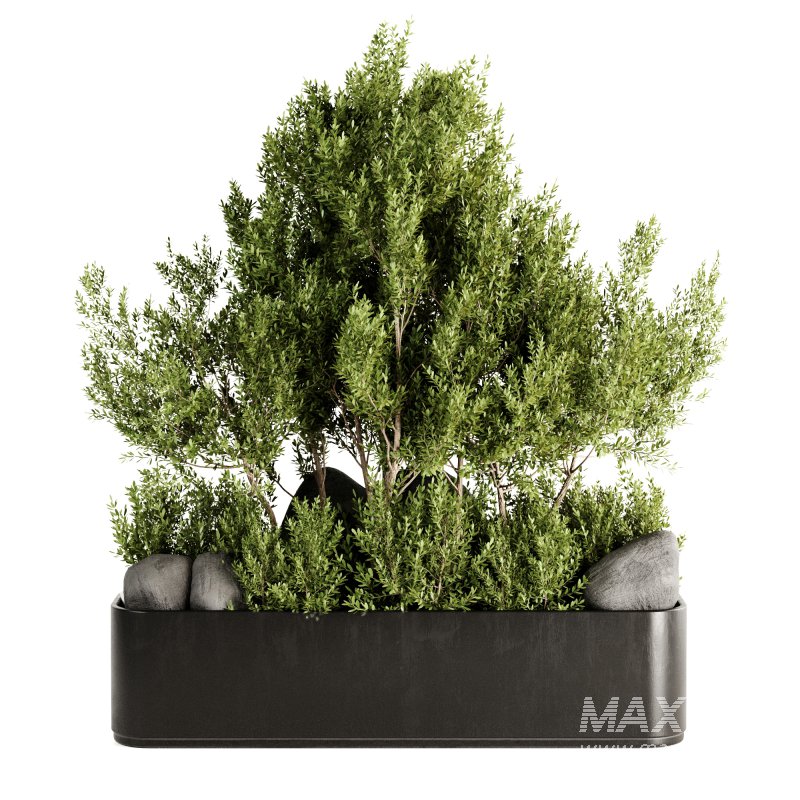 Indoor plants-Pot and tree set168 - Image 3