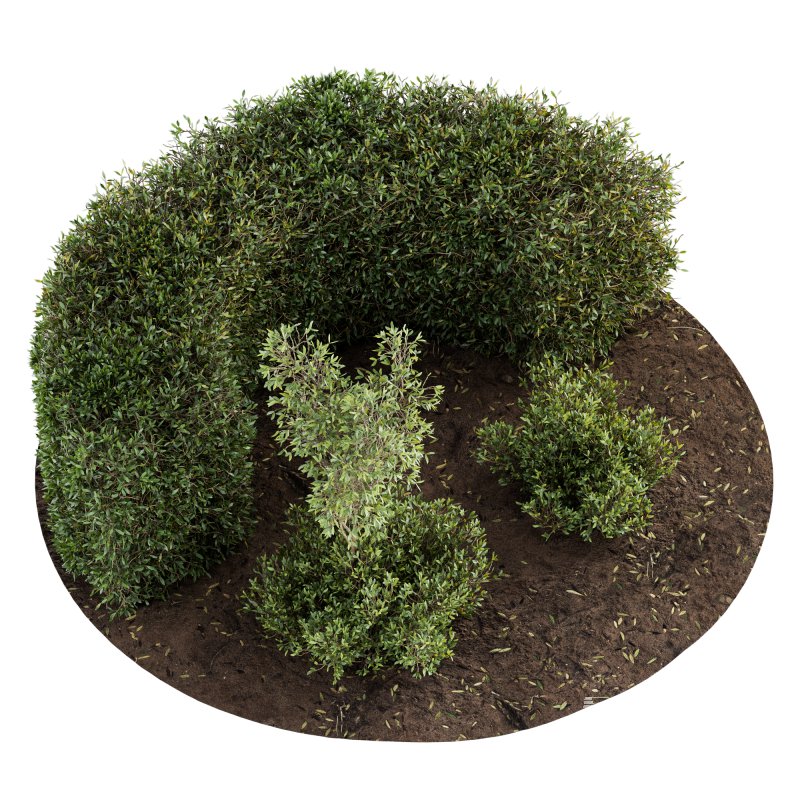 Outdoor Plant Set 08 - Image 4