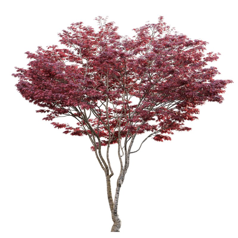 Japanese maple – Acer palmatum 01 - Image 5
