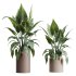 AV Indoor plants set 181 Alocasia Elefantenohr Wentii and Briful Pachira Aquatica Grand Artificiel and Olive Elegant Mission - Thumbnail 4