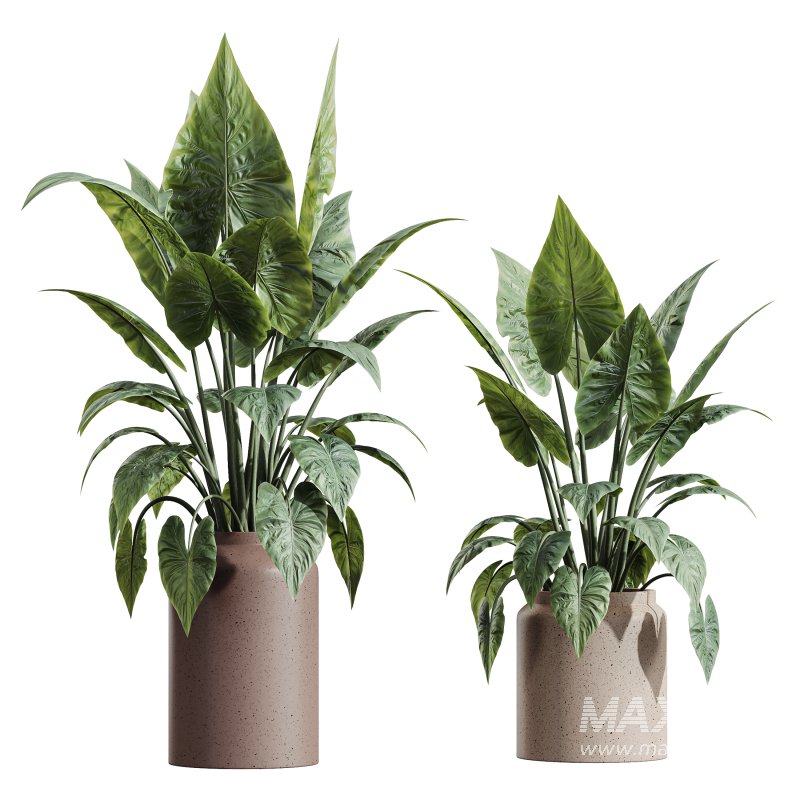 AV Indoor plants set 181 Alocasia Elefantenohr Wentii and Briful Pachira Aquatica Grand Artificiel and Olive Elegant Mission - Image 4