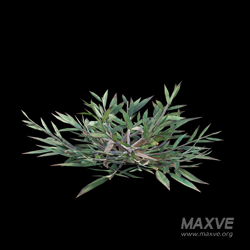 Chrysopogon aciculatus 03 - Image 3