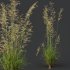 AV Celtica Gigantea Stipa Golden Oats and Calamagrostis Acutiflora Karl Foerster grasses - Thumbnail 3