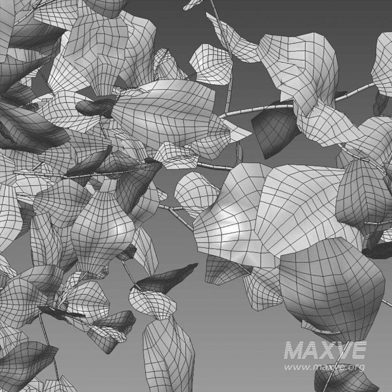 Rubus fruticosus - Image 5