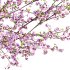 Prunus persica – Peach trees – Nectarine trees - Thumbnail 2