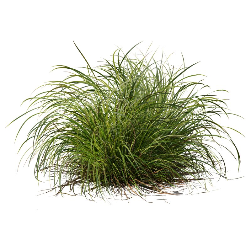 AV 6 different grasses Pennisetum Alopecuroides Lampenputzergras Fountain Hameln and Carex Elata Aurea Grass Version2 - Image 3