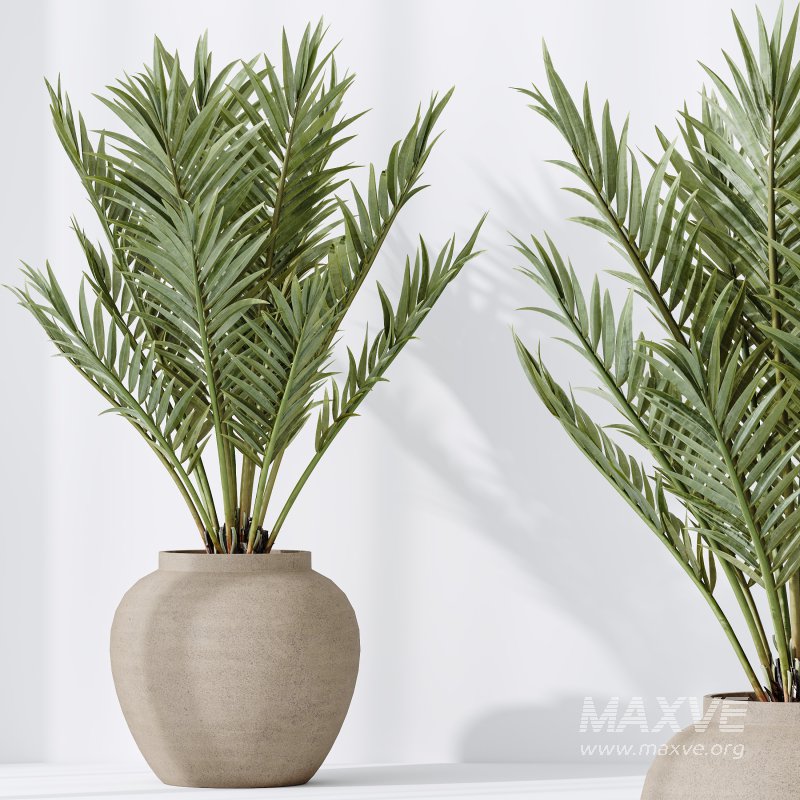 AV Indoor plants set 185 Olive Elegant Mission and Mandarin Citrus Fruit Orange Tree and Areca Palm and Ravenala Banana Strelitzia Nicolai - Image 7