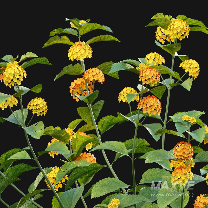 Lantana camara 02 - Image 5