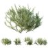 AV Plants Wild_Erica Multiflora Bruyere Fiche Winter Snow - Thumbnail 3