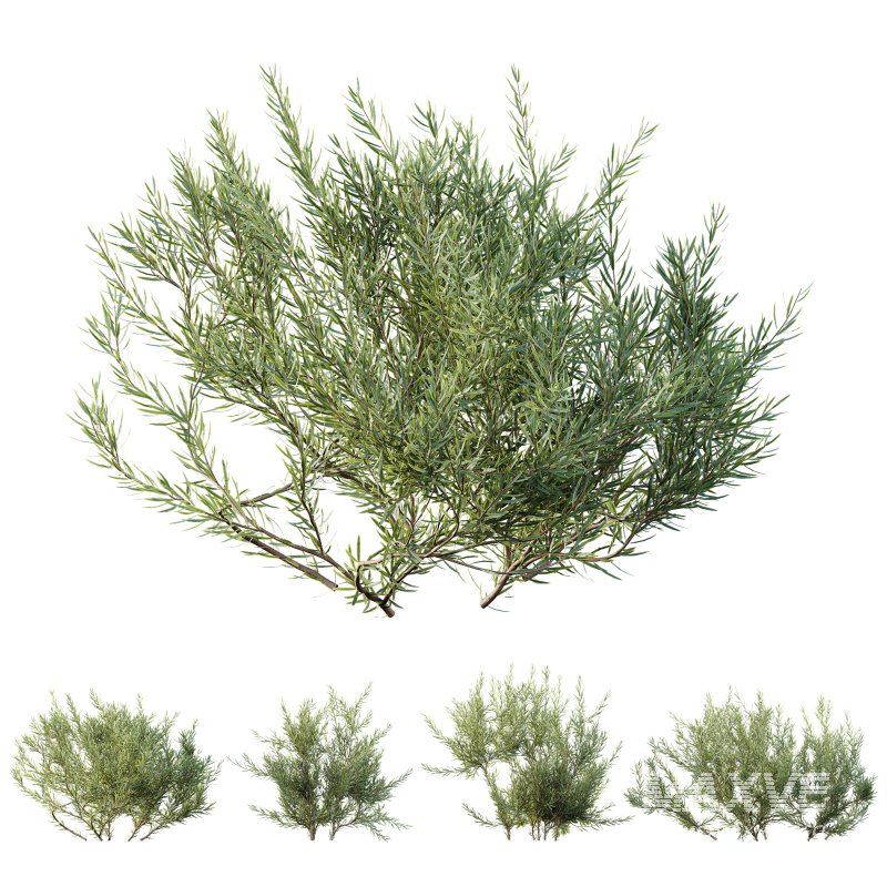 AV Plants Wild_Erica Multiflora Bruyere Fiche Winter Snow - Image 3