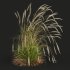AV Calamagrostis Acutiflora Karl Foerster and Carex Elata Aurea Grasses - Thumbnail 5
