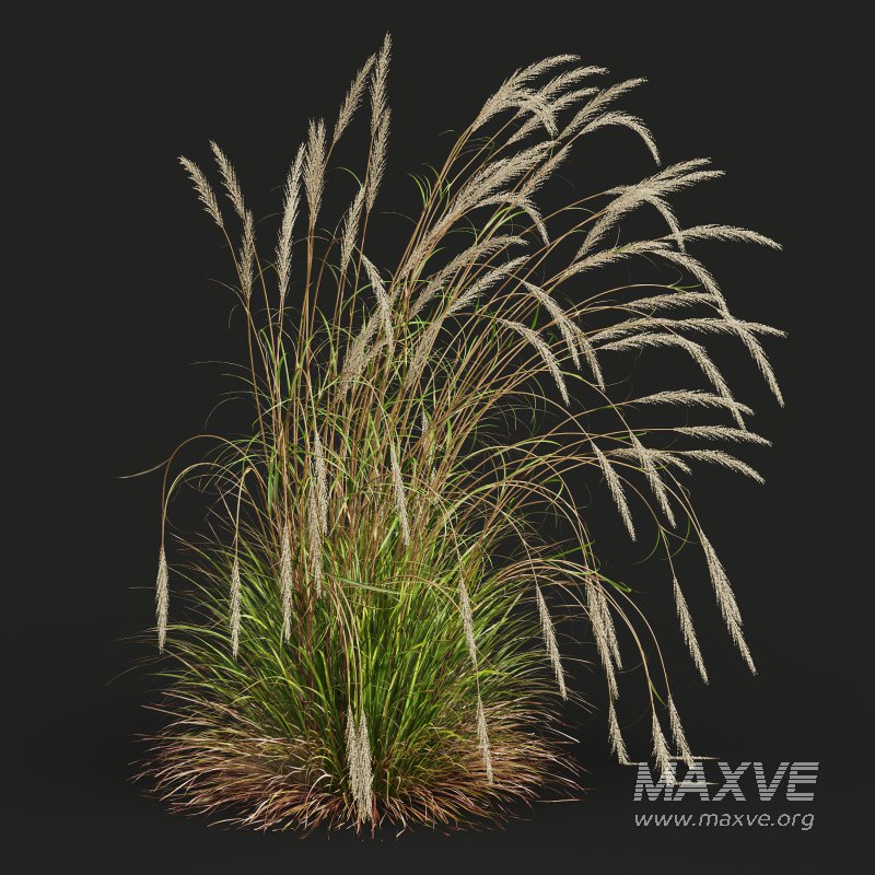 AV Calamagrostis Acutiflora Karl Foerster and Carex Elata Aurea Grasses - Image 5