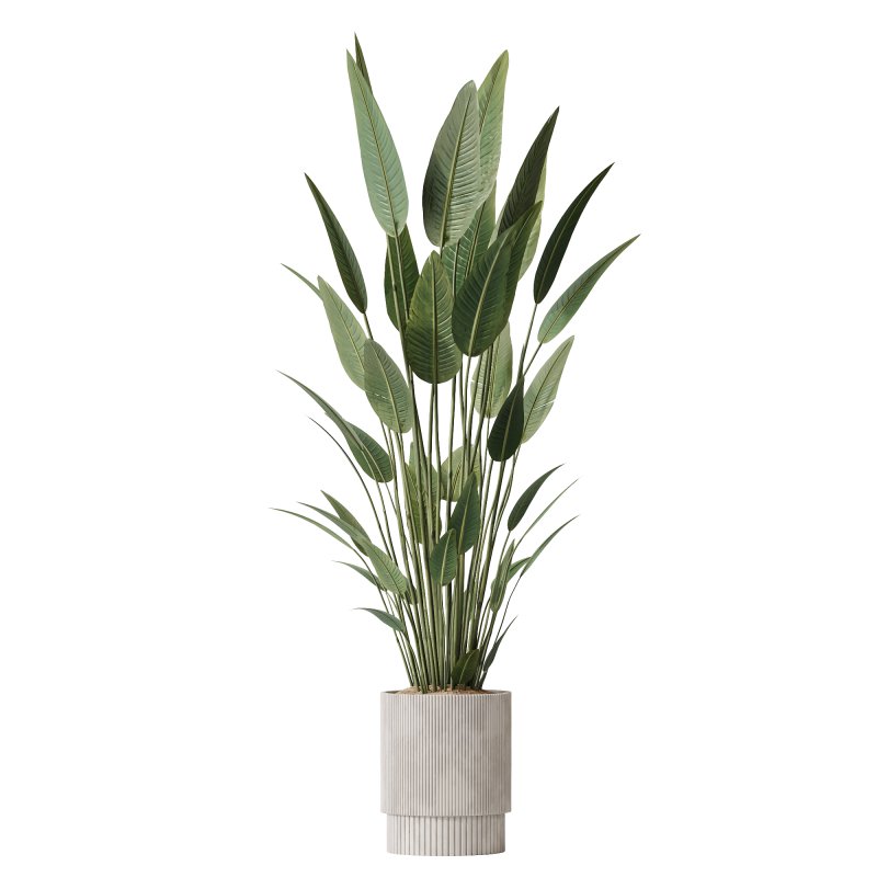 AV Indoor plants set 190 Mandarin Citrus Fruit Lemon and Ficus Binnendijkii and Lemon Lime Cane Dragon and Bird Of ParadiseBird - Image 1