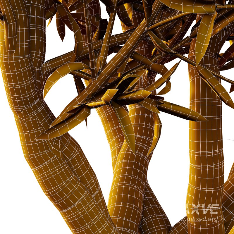 Sweet Viburnum Plant04 - Image 6