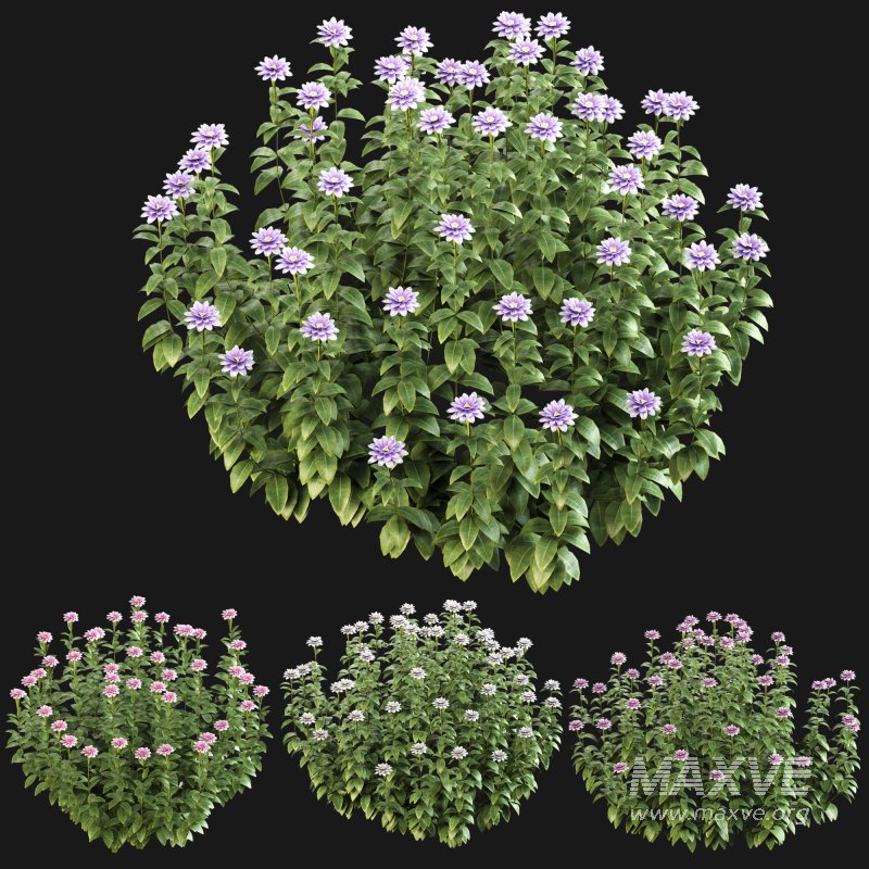 ornamental bush bloom - Image 4