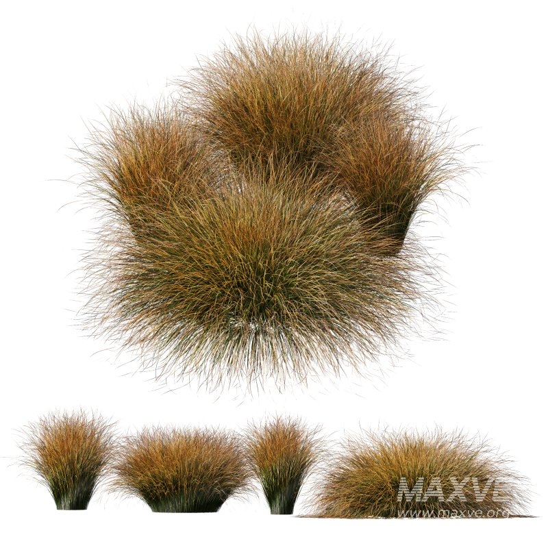 AV Carex Testacea Orange Sedge Grass Prairie Fire - Image 4