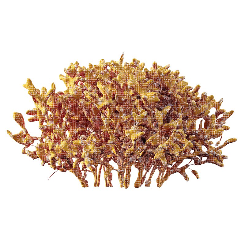 AV Plants Nerium Oleander Laurier Kaner Rose Pink Flower Winter Snow - Image 3