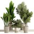 Indoor plants-Pot and tree set168 - Thumbnail 4