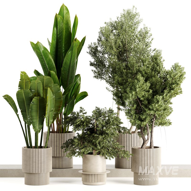 Indoor plants-Pot and tree set168 - Image 4