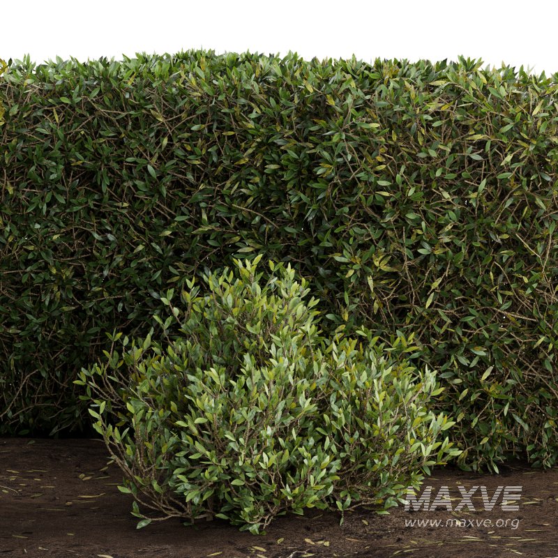 Outdoor Plant Set 08 - Image 3