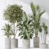 AV Indoor plants set 183 Areca Majesty Palm and ParadiseBird and Lemon Lime Cane Dragon and Olive Artificial and Aloifolia Rostrata Palm - Thumbnail 6