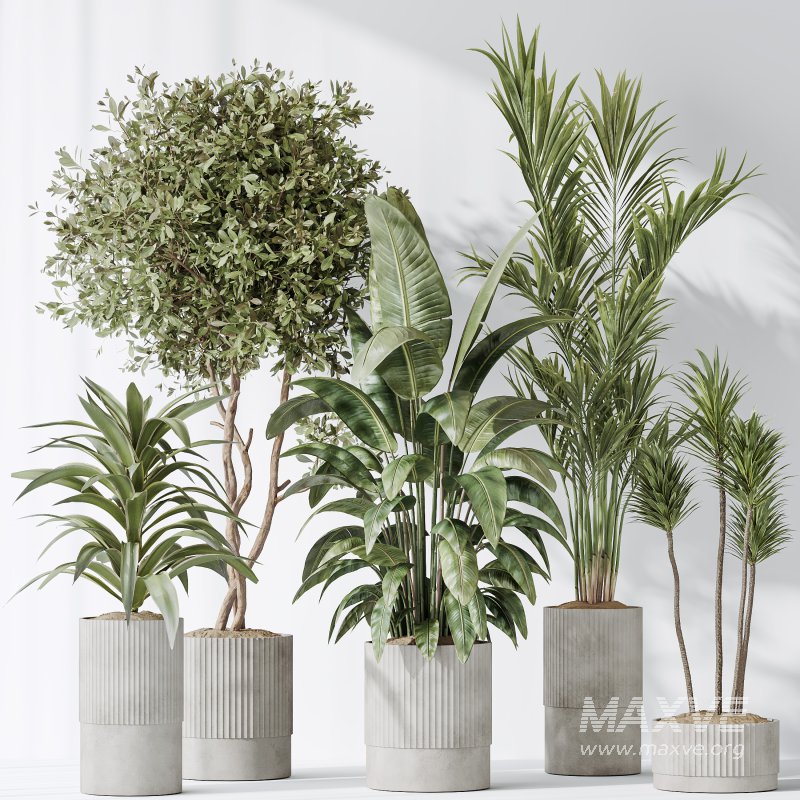AV Indoor plants set 183 Areca Majesty Palm and ParadiseBird and Lemon Lime Cane Dragon and Olive Artificial and Aloifolia Rostrata Palm - Image 6