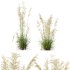 AV Celtica Gigantea Stipa Golden Oats and Calamagrostis Acutiflora Karl Foerster grasses - Thumbnail 5