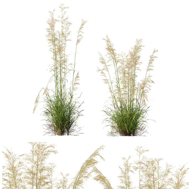 AV Celtica Gigantea Stipa Golden Oats and Calamagrostis Acutiflora Karl Foerster grasses - Image 5